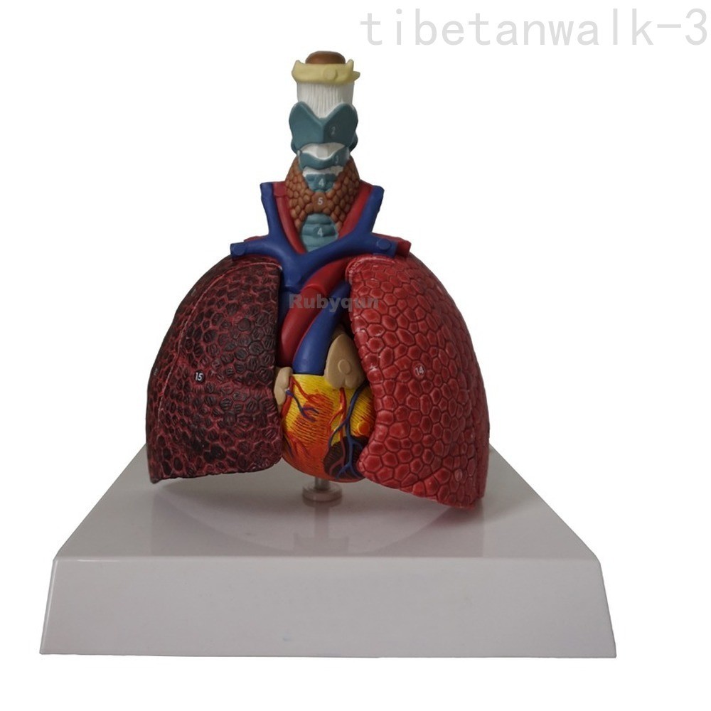 Life Size Human Organ Anatomy Model Larynx Heart Throat Lung Model Pvc Material