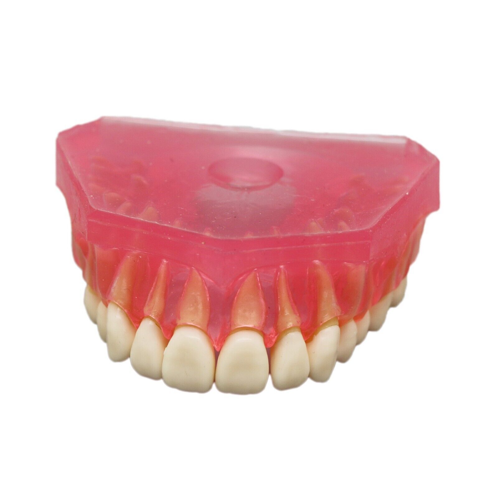 Dental Typodont Standard Removable Teeth Model Soft Gum Simulation Cheek 28 Pcs