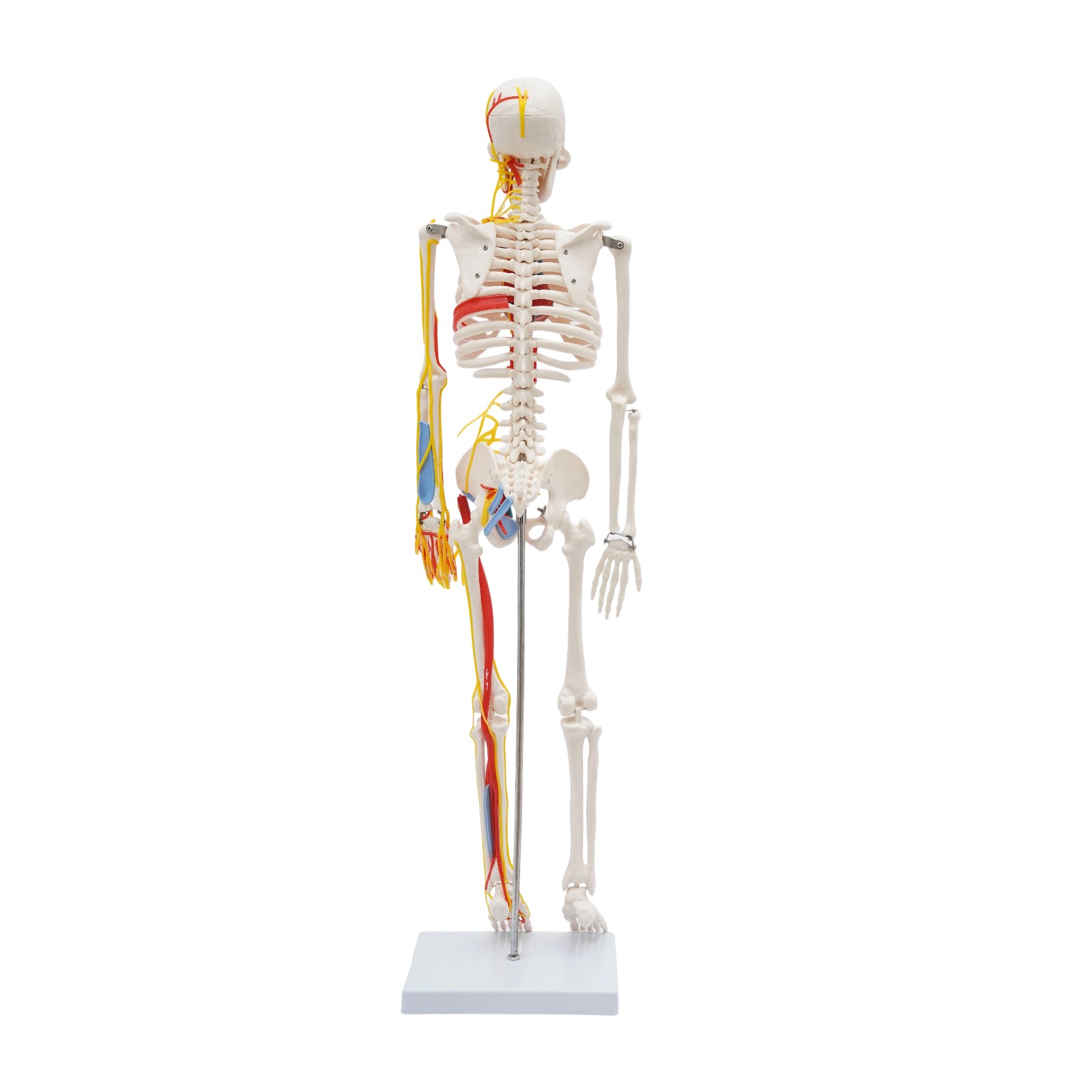 Human Skeleton Model PVC Skeleton Model For Medical Classrooms, Laboratories