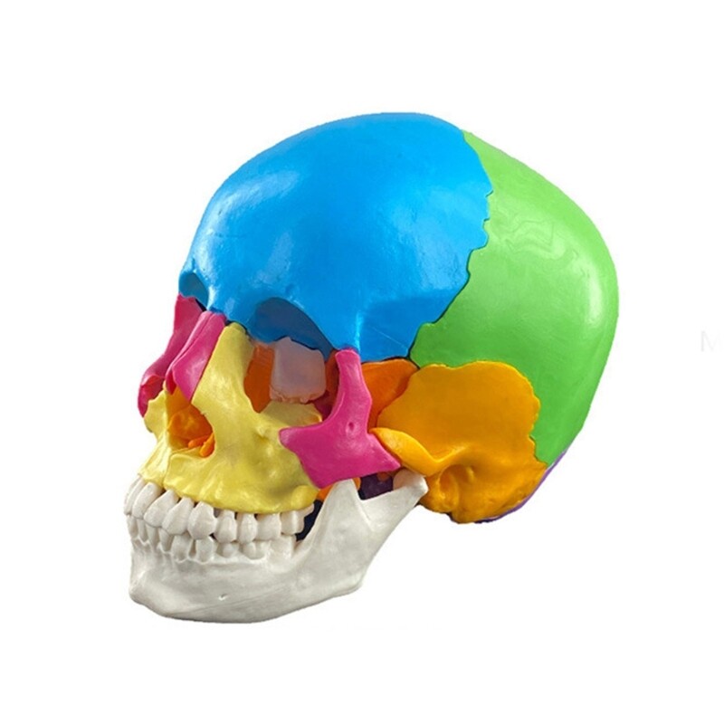 Human Anatomical Skull Model Life Size Organ Anatomical Model Detachable Anatomy