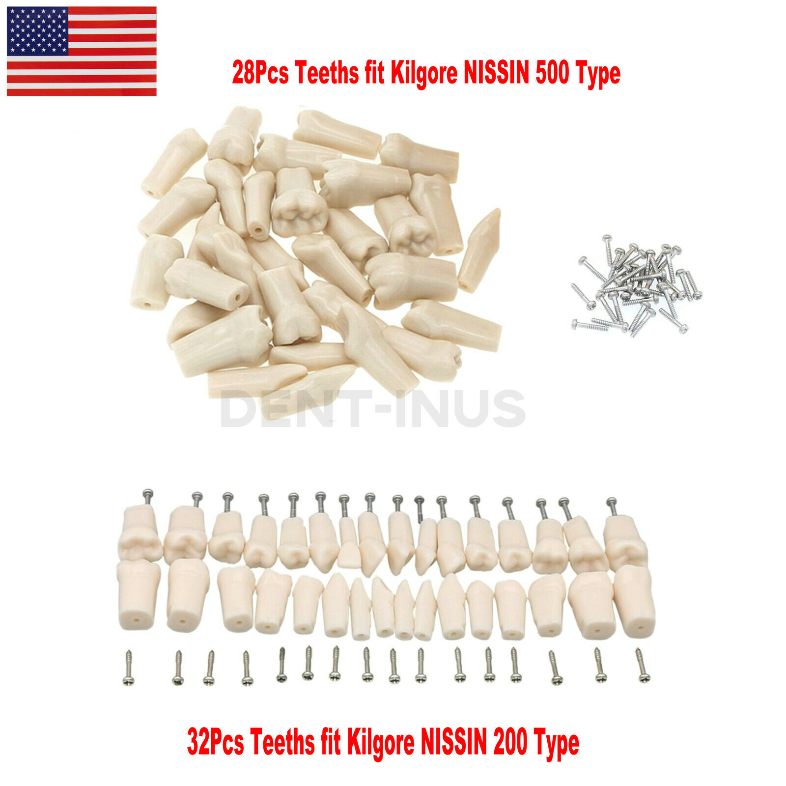 Dental Typodont Replacement Screw-in Teeth Model fits Kilgore NISSIN 200/500Type