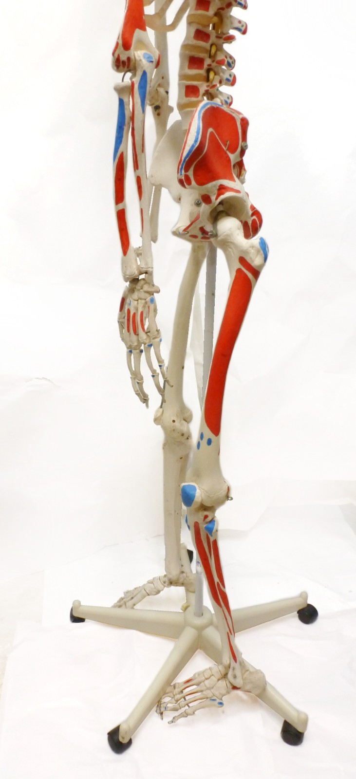 3B Scientific SAM A13 Skeleton Model Life Size Pelvic Stand Missing Muscles