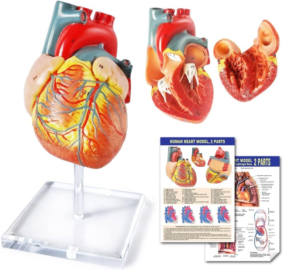 Human Heart Model For Anatomy – 2 Part Life Size Medical Heart Model
