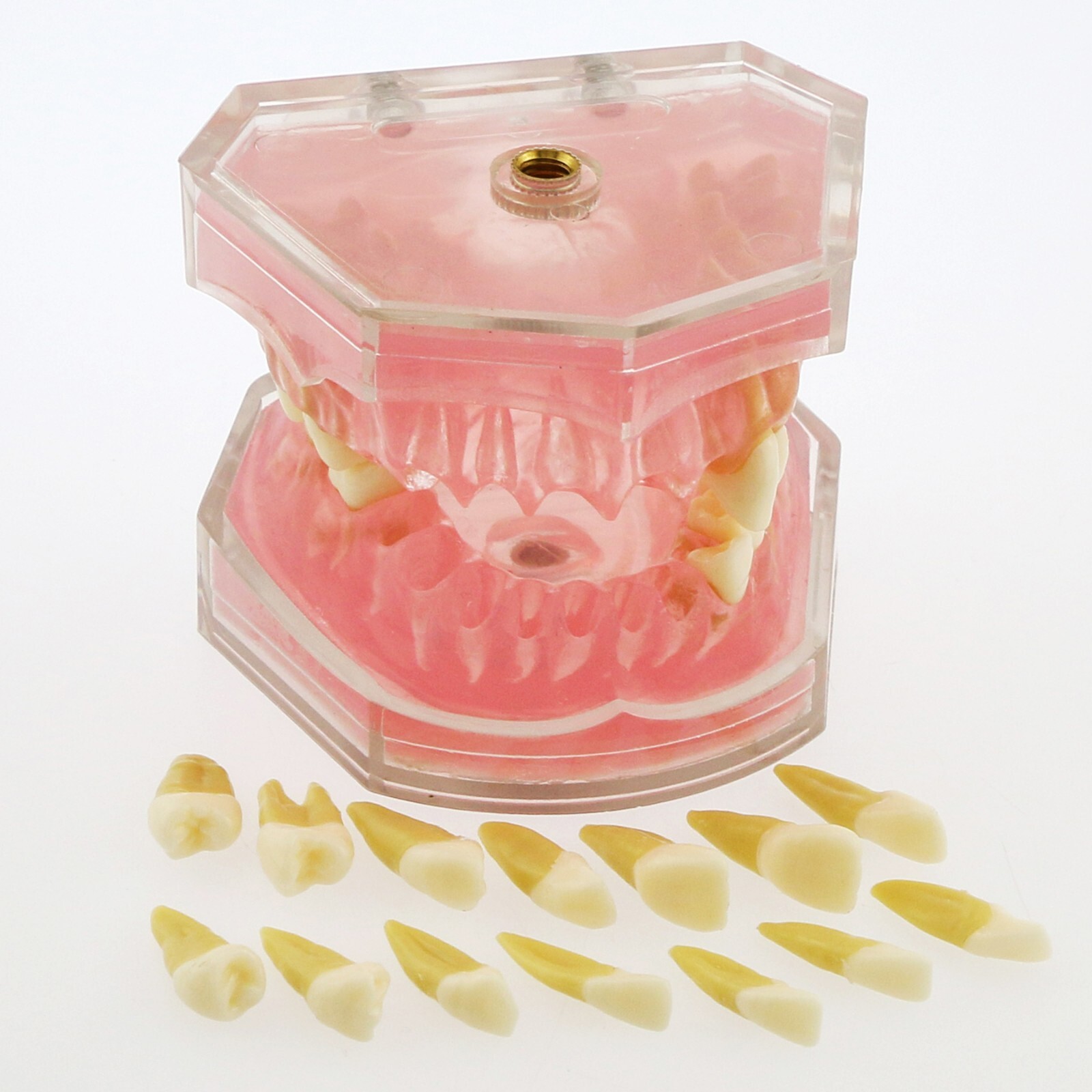 Dental Typodont Practice Model 28Pcs Removable Teeth Model Soft Gum with Cheek