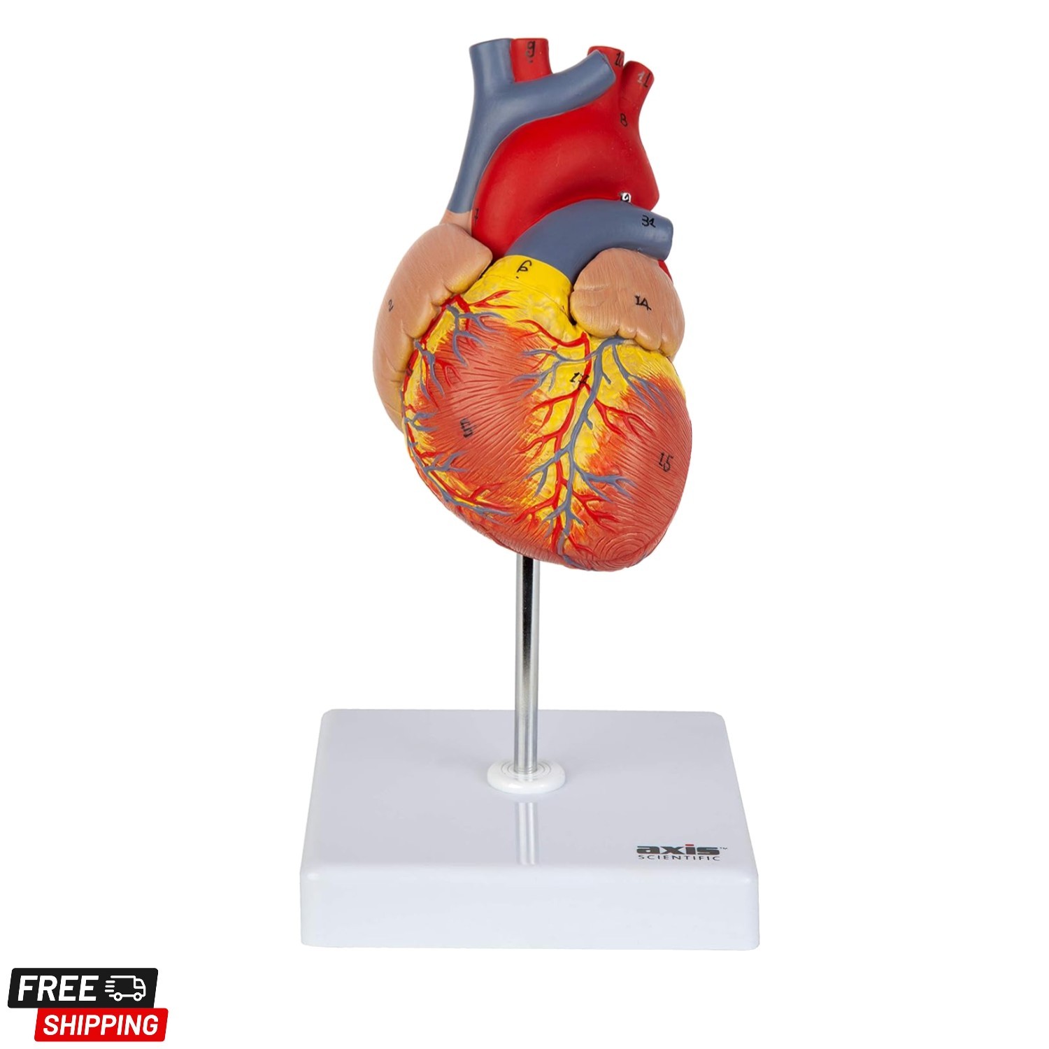 Life-Size Human Heart Model – 2-Part Magnetic Design with 34 Labeled Structures