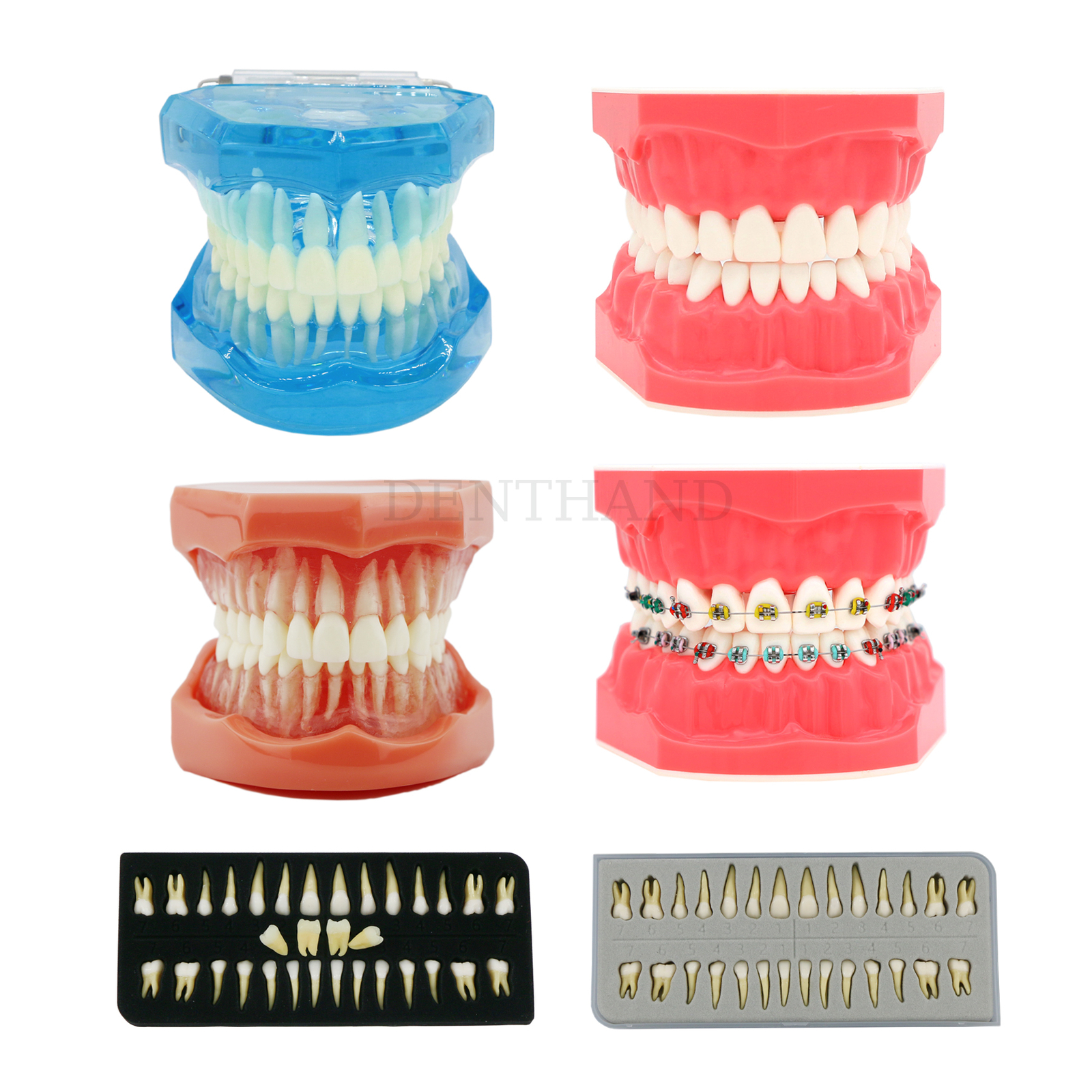 Dental Practice Ortho Typodont Teeth Model for Brushing Study Teeth Model