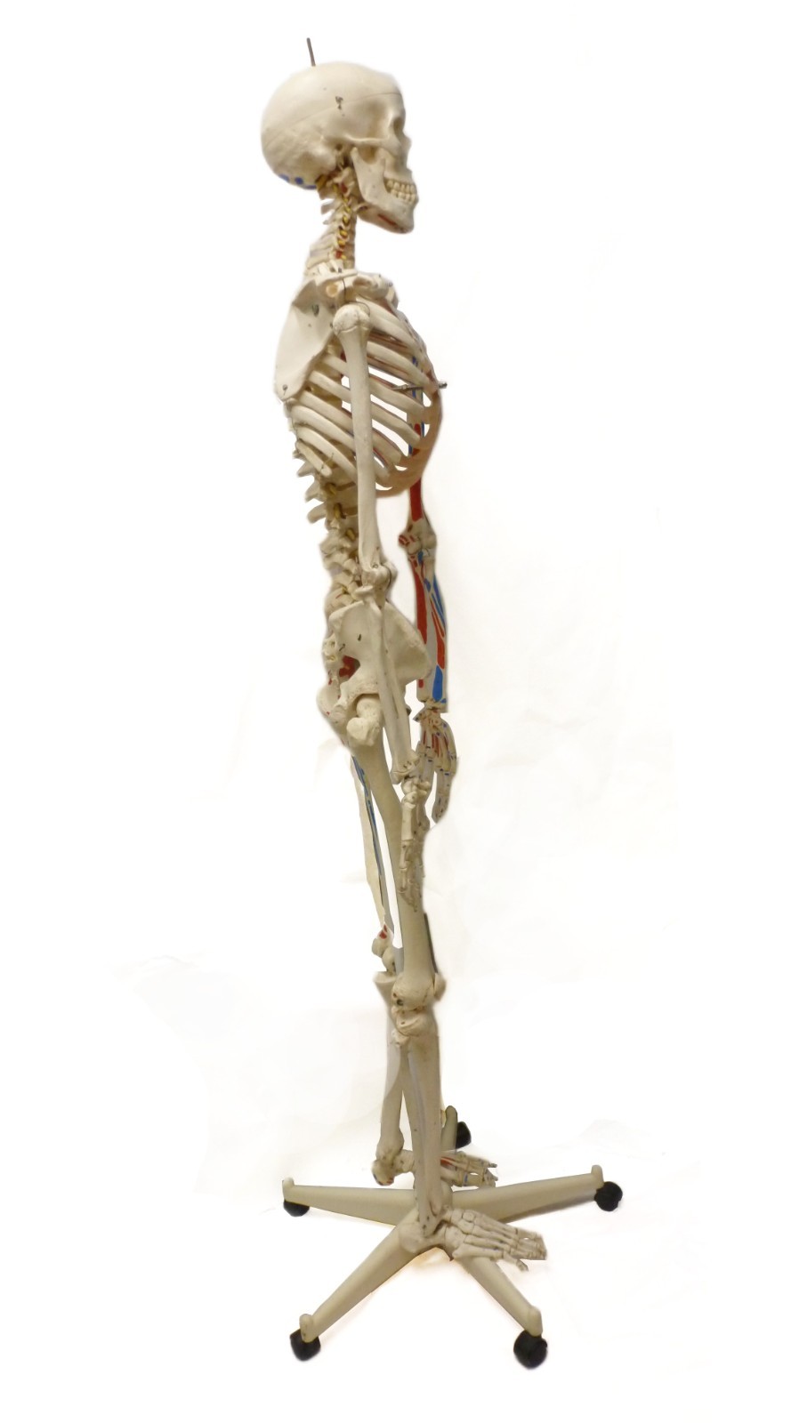3B Scientific SAM A13 Skeleton Model Life Size Pelvic Stand Missing Muscles