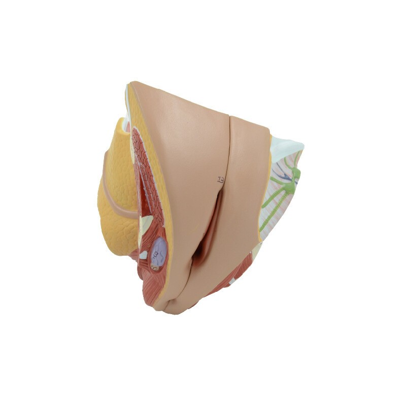 1:1 Female internal and external generative organ Medical Anatomical Model