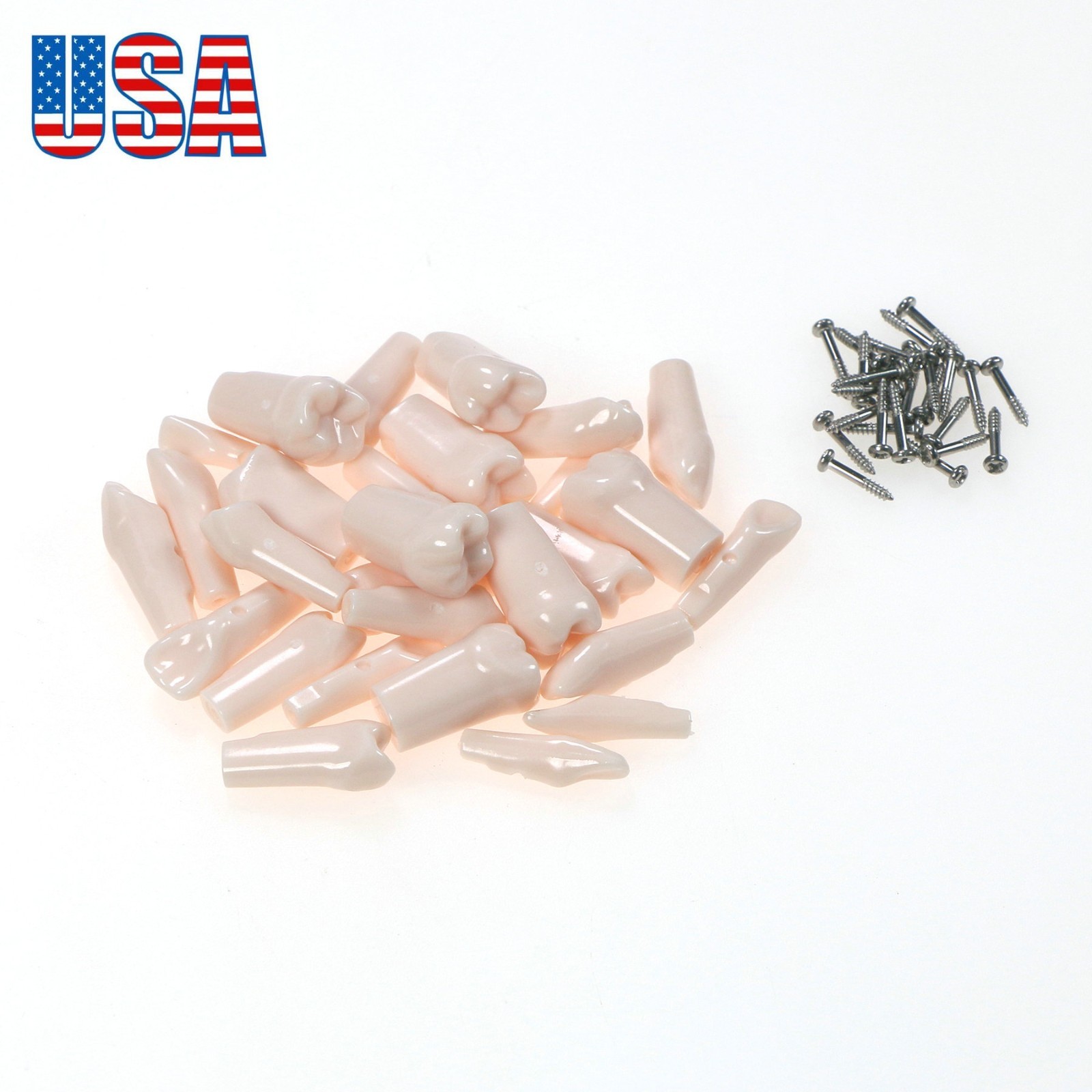 Dental Typodont Replacement Screw-in Teeth Model For Kilgore NISSIN 200/500 Type