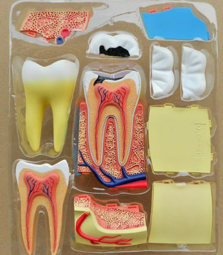 1 Kit Dental 4D Master Molar Tooth Anatomy Dentist Teach Education Study Model