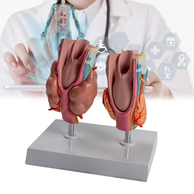Anatomical Auditory Organ Model with Removable Parts, for Lecture Report