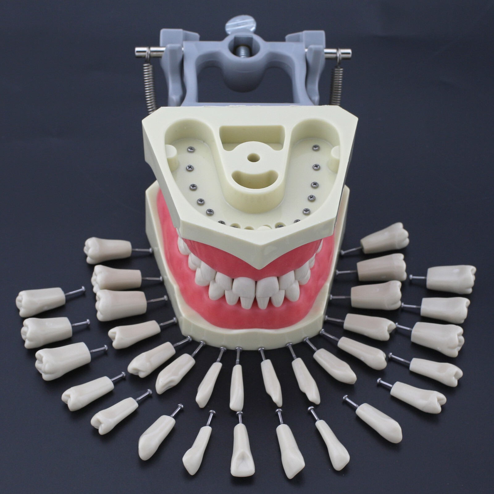 Dental Typodont Training Model Columbia Kilgore Nissin Mounting Pole 28 32 Teeth