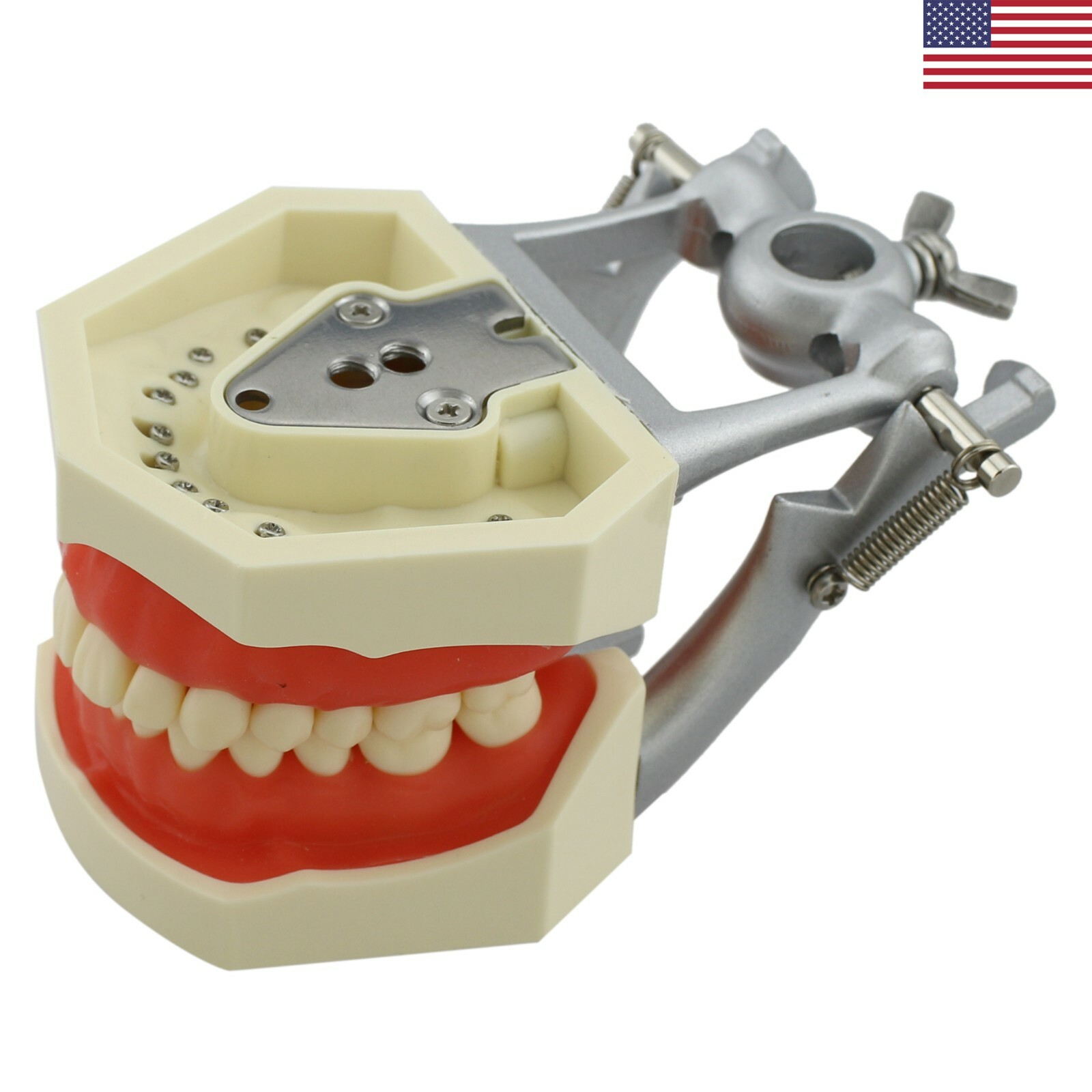 Kilgore Nissin 200 Type Dental Typodont Model 28 Removable Teeth Mounting Pole