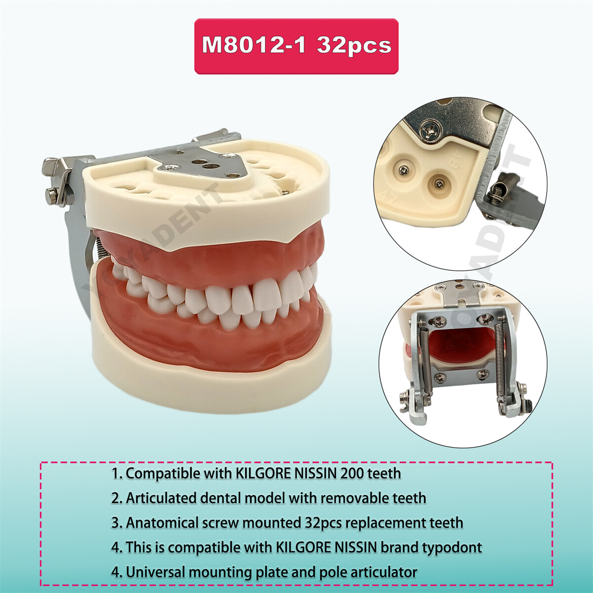 US Dental Typodont Teeth Model Ortho Overdenture Implant Practice Teaching Demo