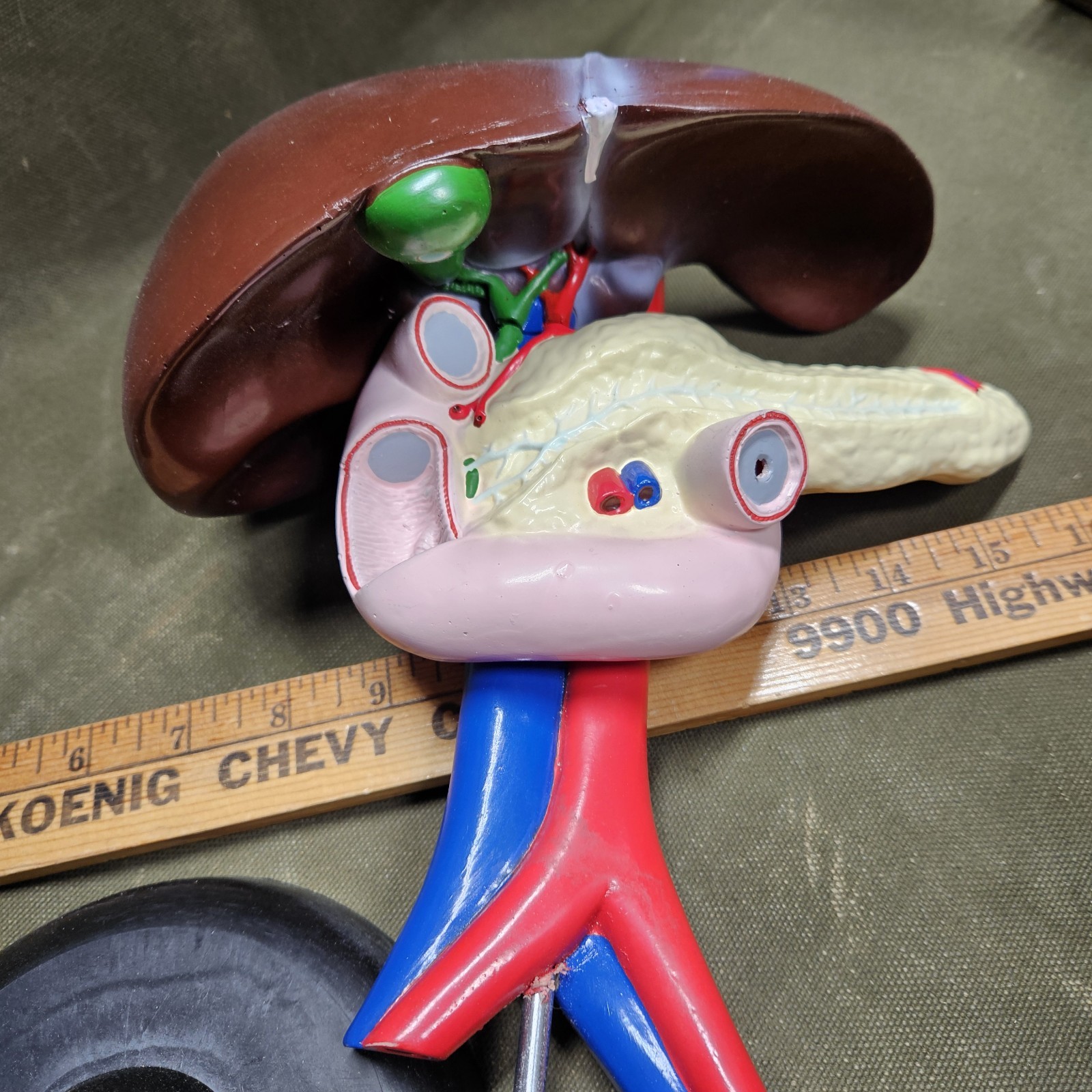 Human LIVER Model Anatomy 3 Part Anatomical Liver Model w/ Base Doctor’s Office