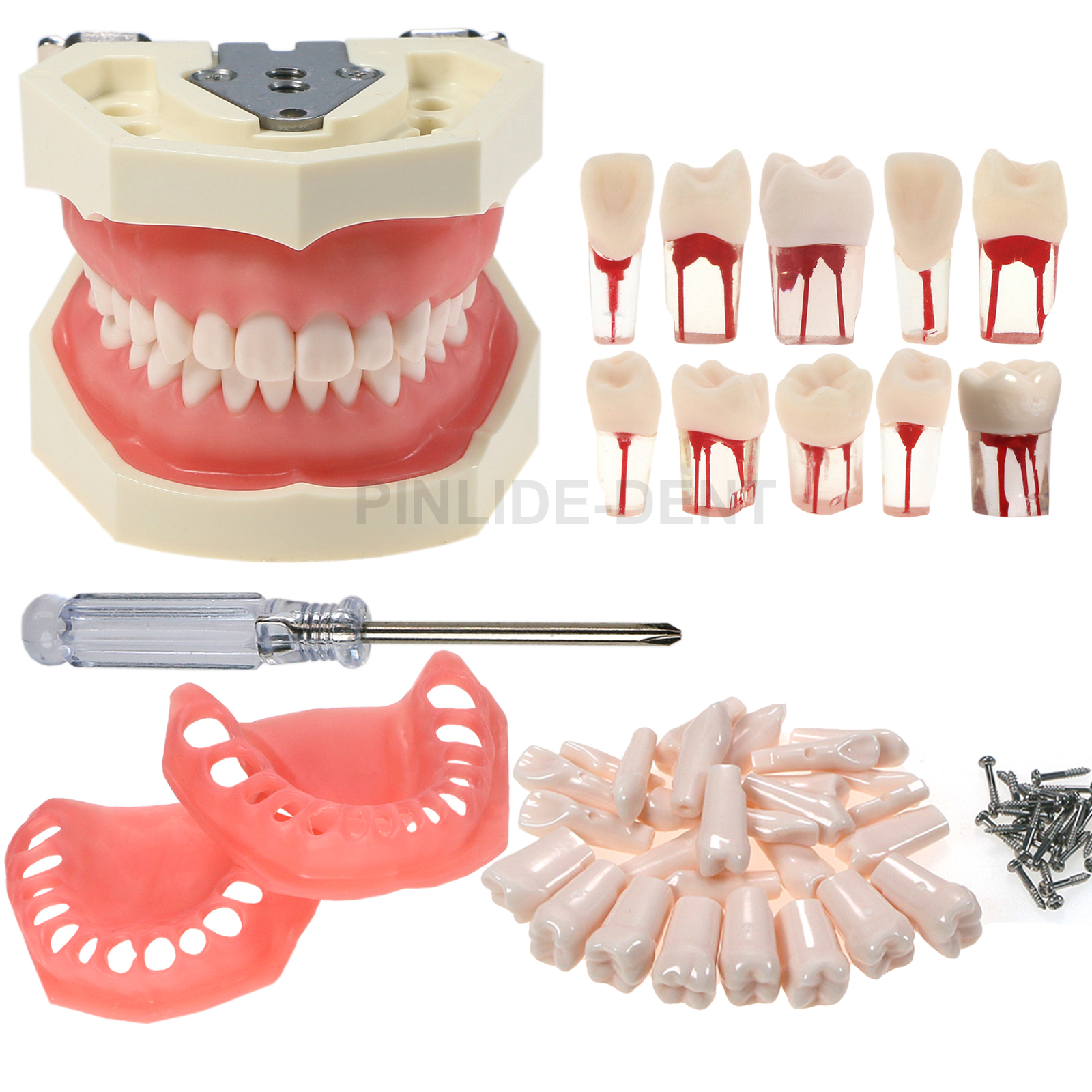 Kilgore Nissin Type Dental Endo Root canal Practise Typodont 28Pcs Teeth Model