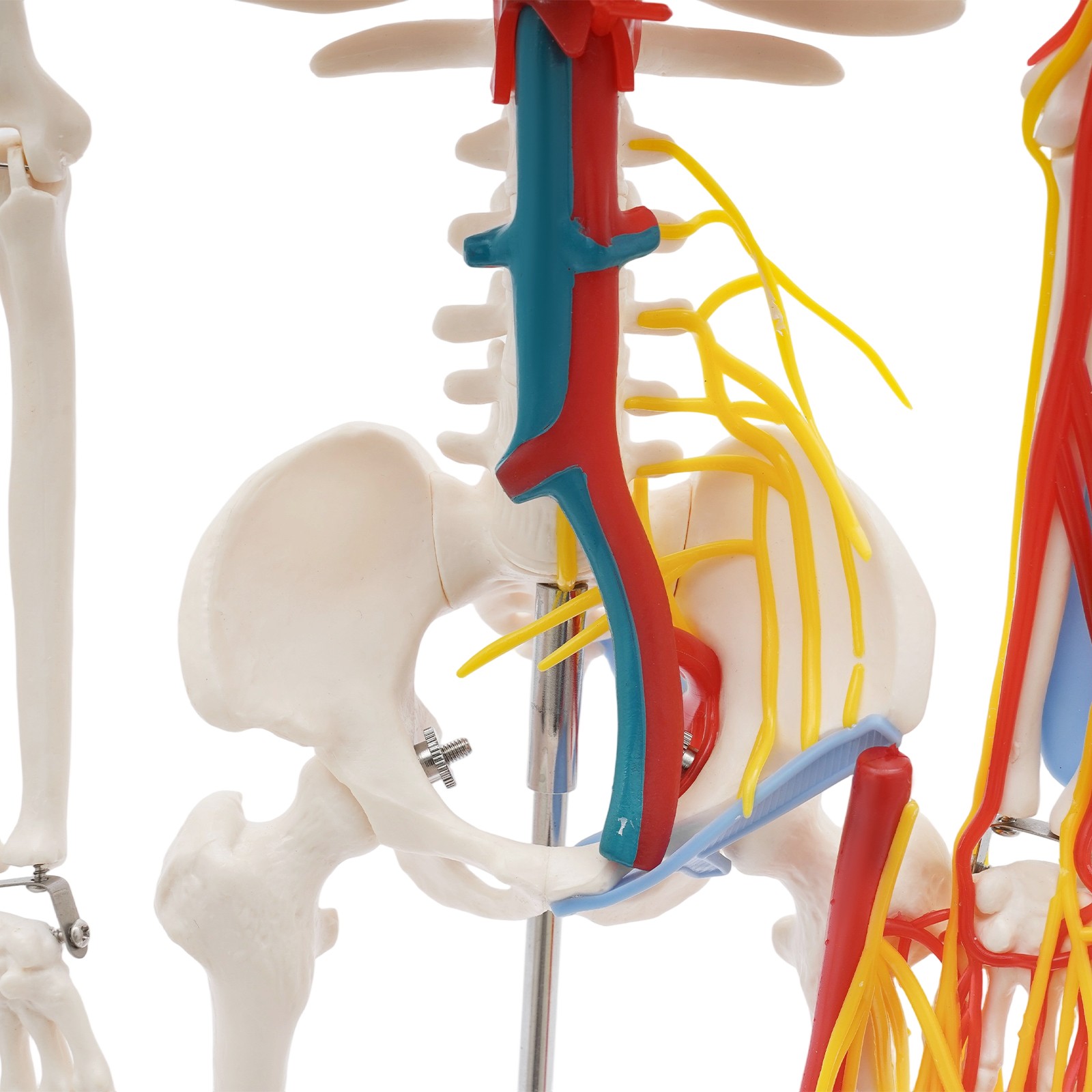 Human Skeleton Model PVC Skeleton Model For Medical Classrooms, Laboratories