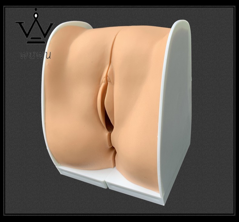 Woman Genital Model Cervix Uterus External Vagina Ovary Gynecology Contraception