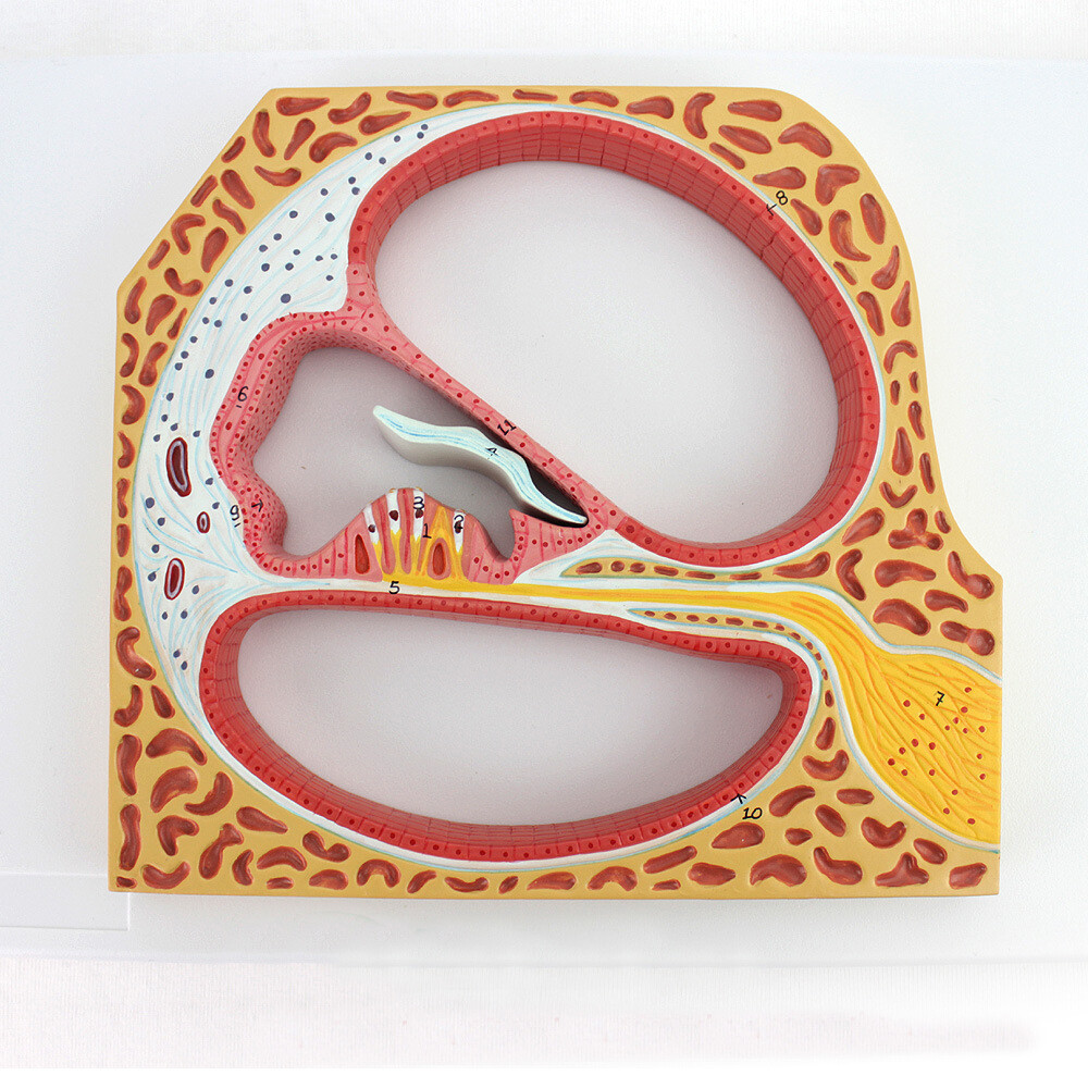Ear Cochlea And Corti’s Organ Medical Teaching Anatomical Model Inner Ear Spiral