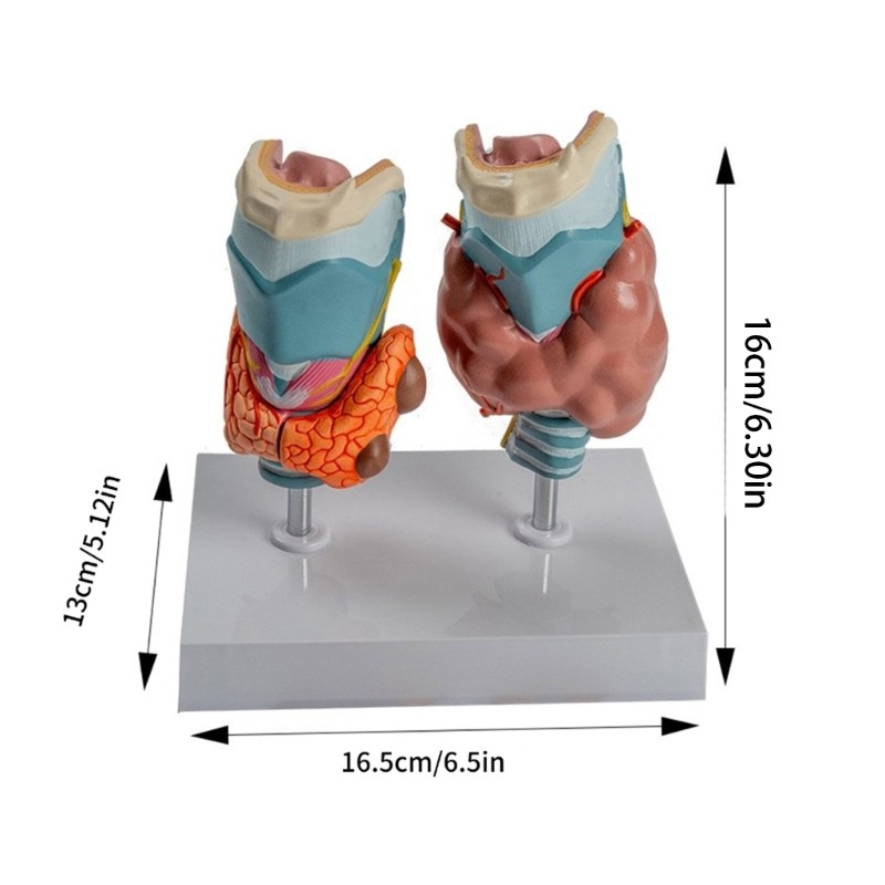 Anatomical Auditory Organ Model with Removable Parts, for Lecture Report