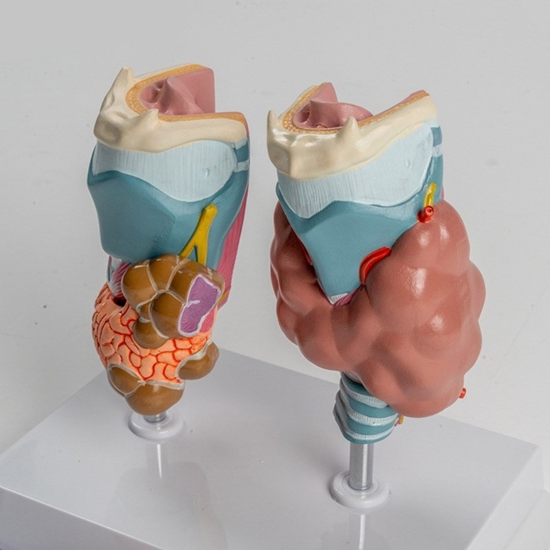 Anatomical Auditory Organ Model with Removable Parts, for Lecture Report