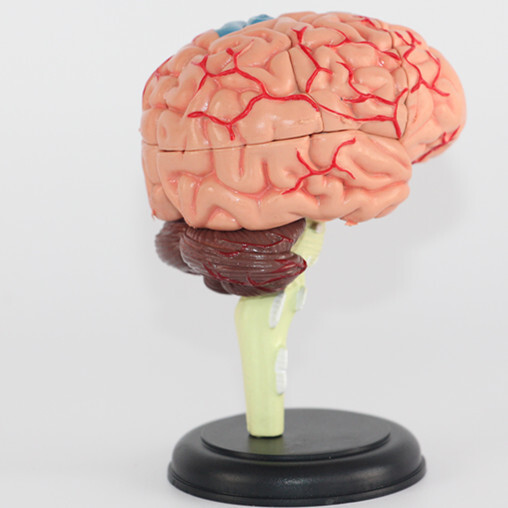 4D human brain anatomical models 32 detachable parts Medical Teaching Preschool