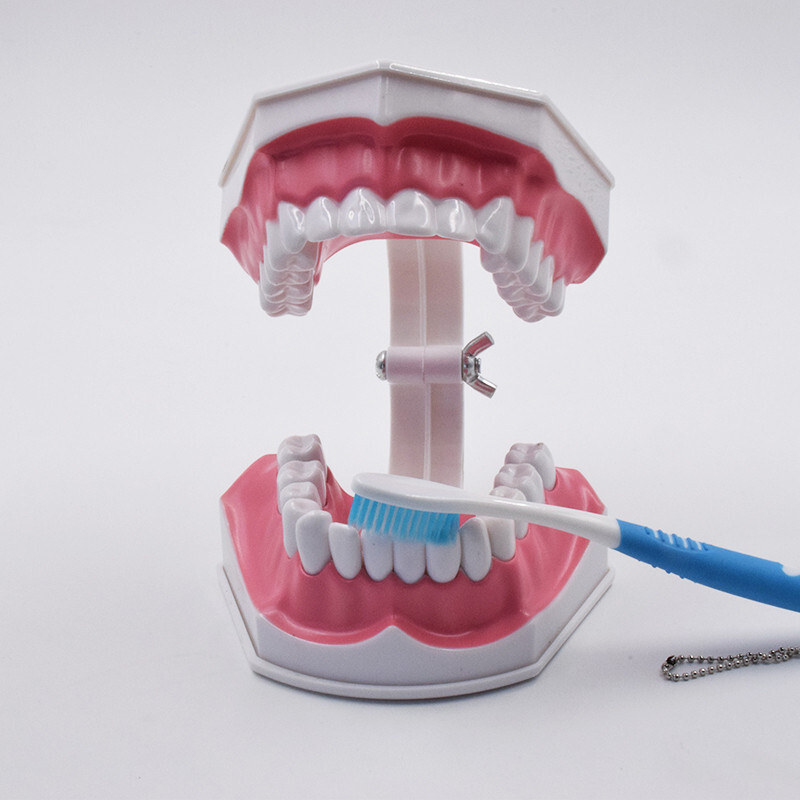 10Pcs Dental High Quality Study Teeth Model Colgate 2Times Large With Removable