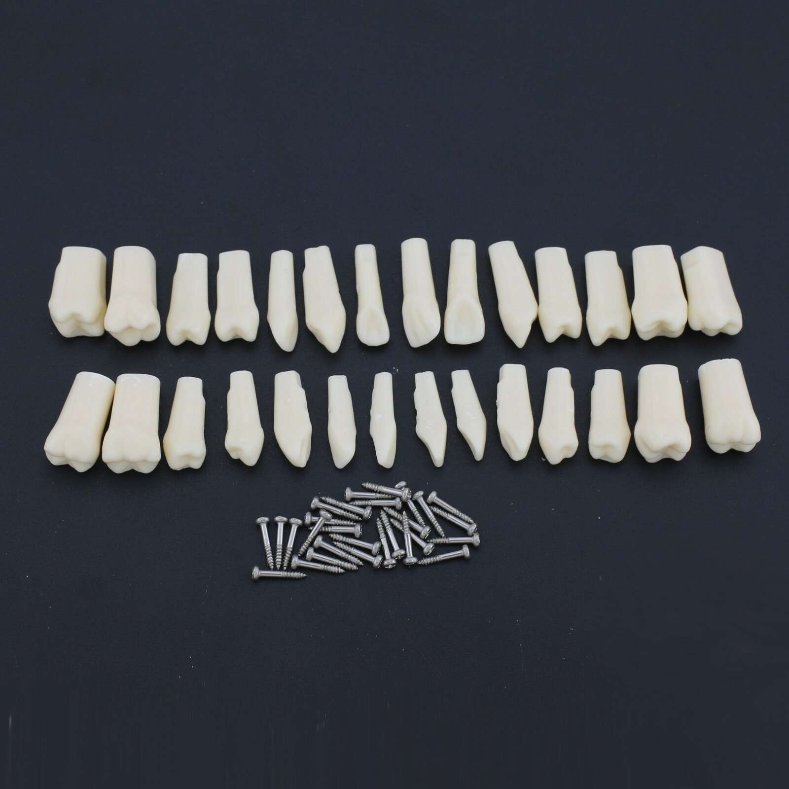 Dental Typodont Teeth Replacement Set of 28 Teeth Kilgore Nissin 200 Fit