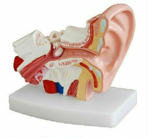 Human Ear Joint Simulation Model Medical Anatomy PVC Plastic Teaching Model USA