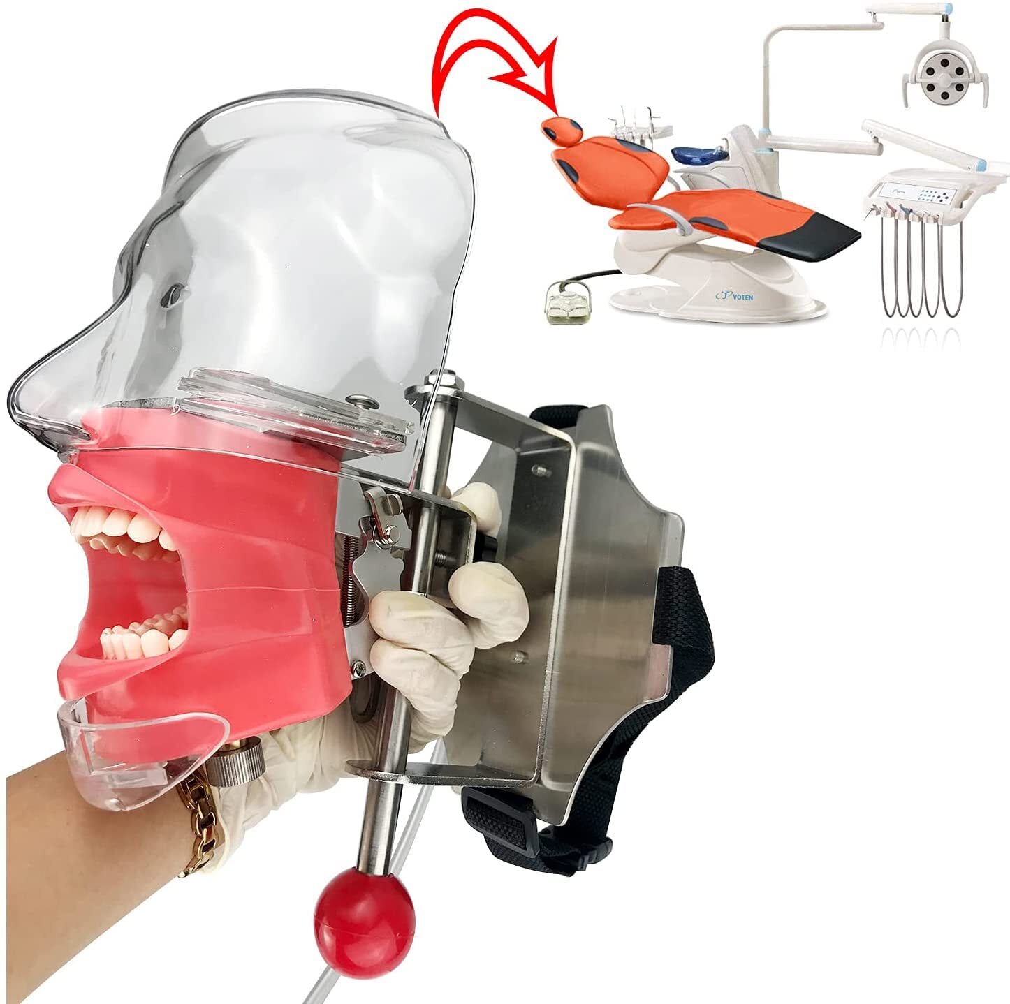 2 type Detachable Dental Simulator Phantom Head Model Dentist Teaching Practice