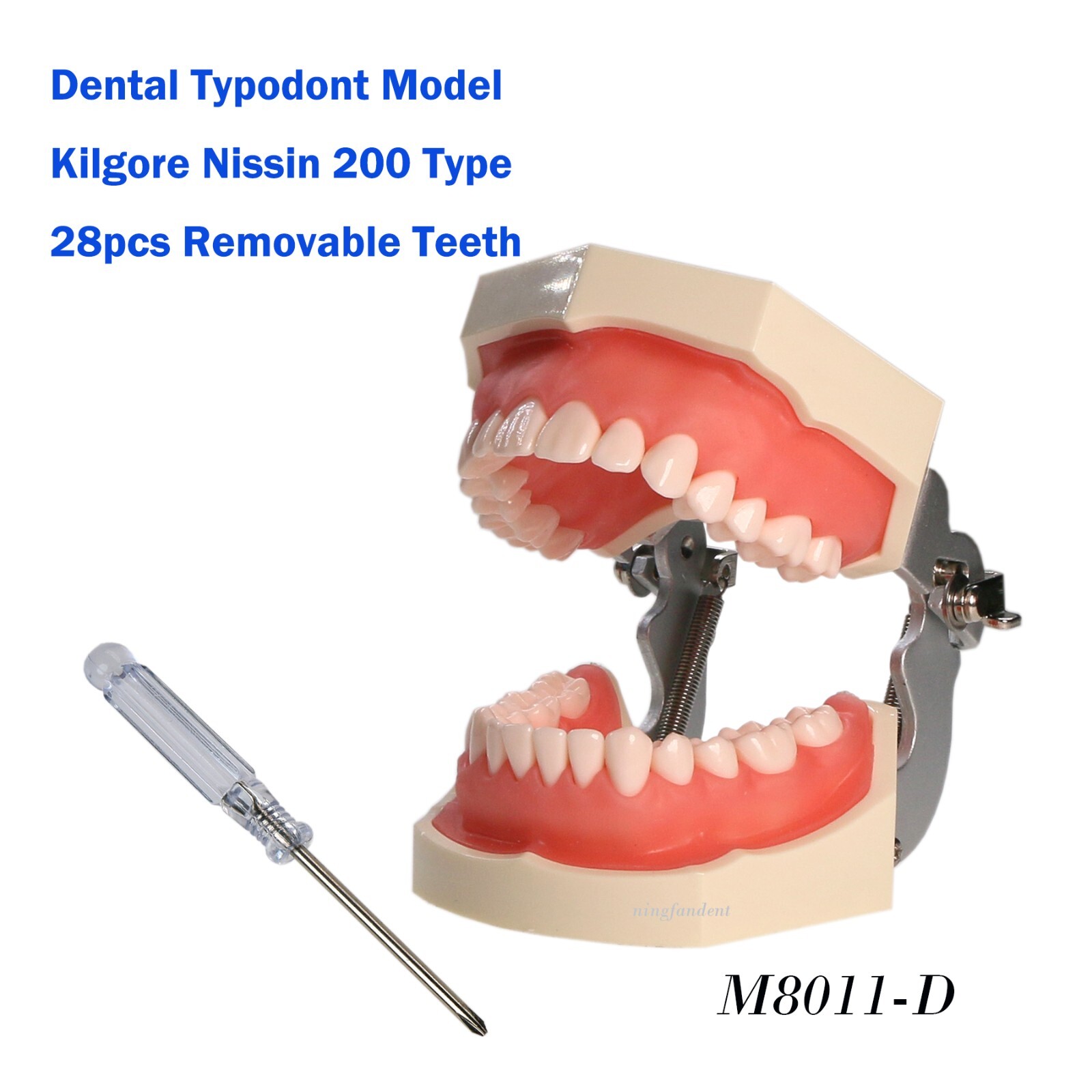 US Dental Typodont Modle, Fully Detachable Teeth,For Kilgore Nissin200, Columbia