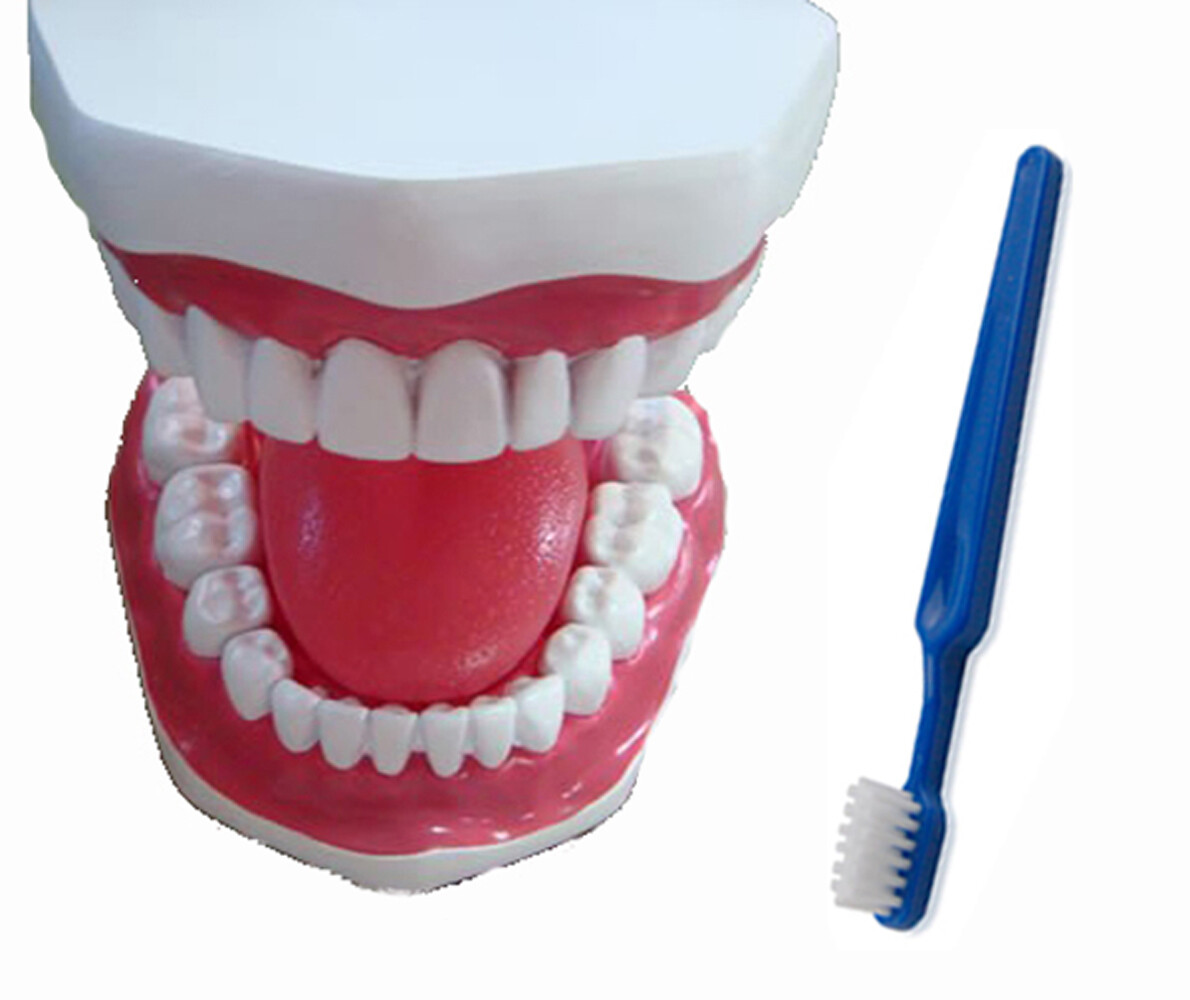 JSP ® TOOTH BRUSH DEMO MODEL