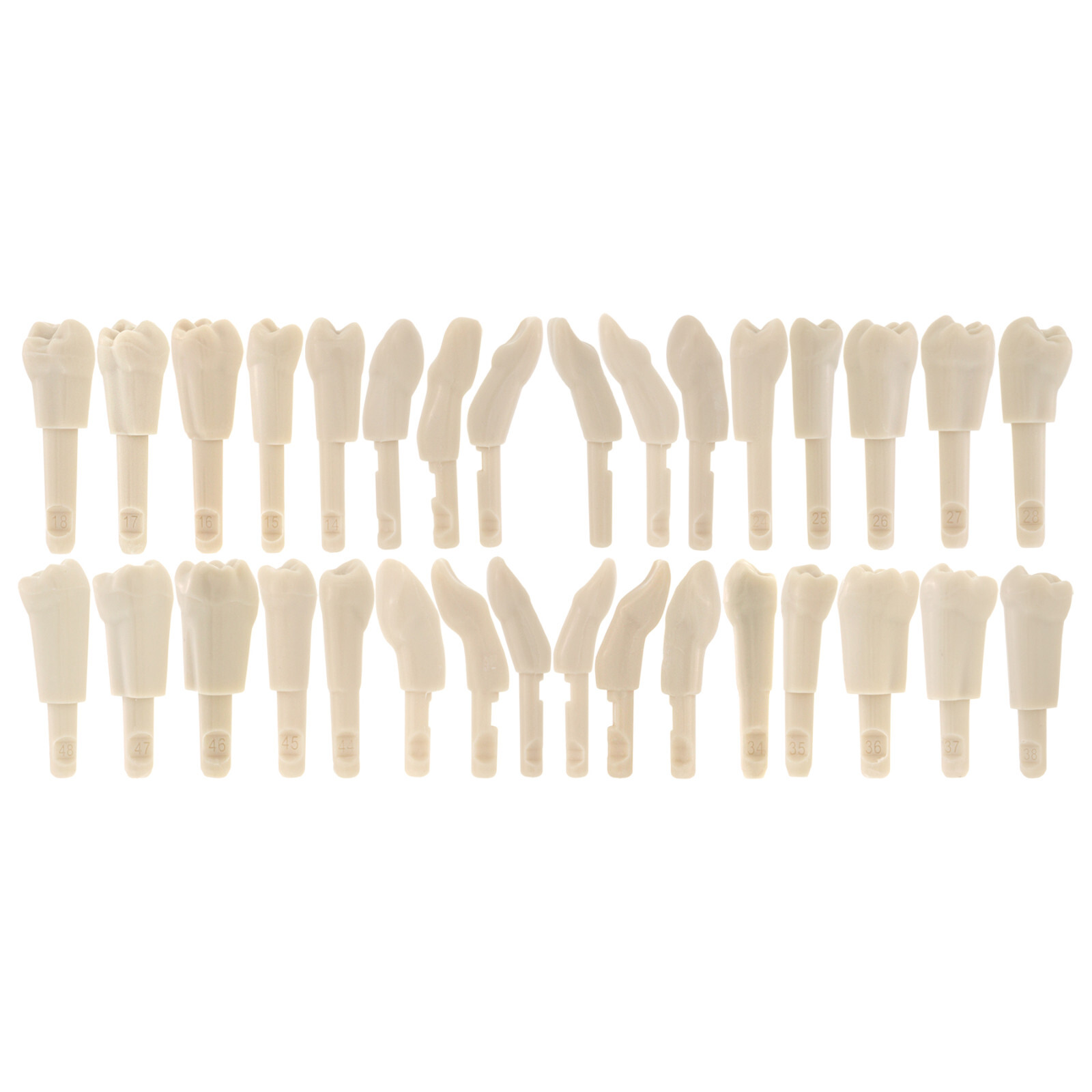 32Pcs Dental Tooth Model for KaVo Basic Model Teeth Retention Mechanism