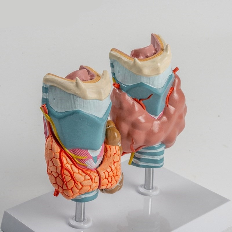Anatomical Auditory Organ Model with Removable Parts, for Lecture Report