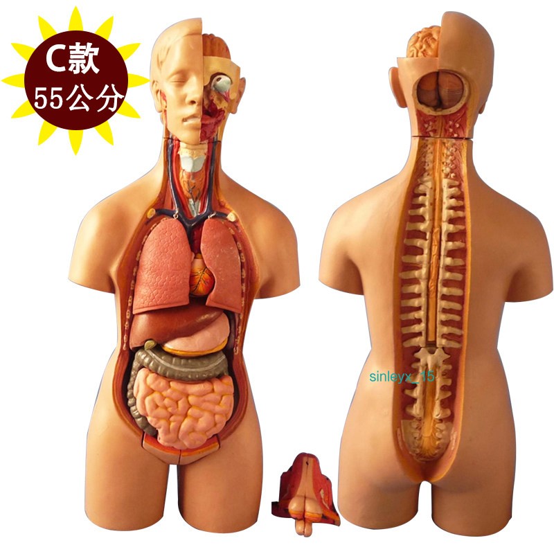 Detachable Human Torso Anatomy Model Visible Organ Structure Medical Teaching