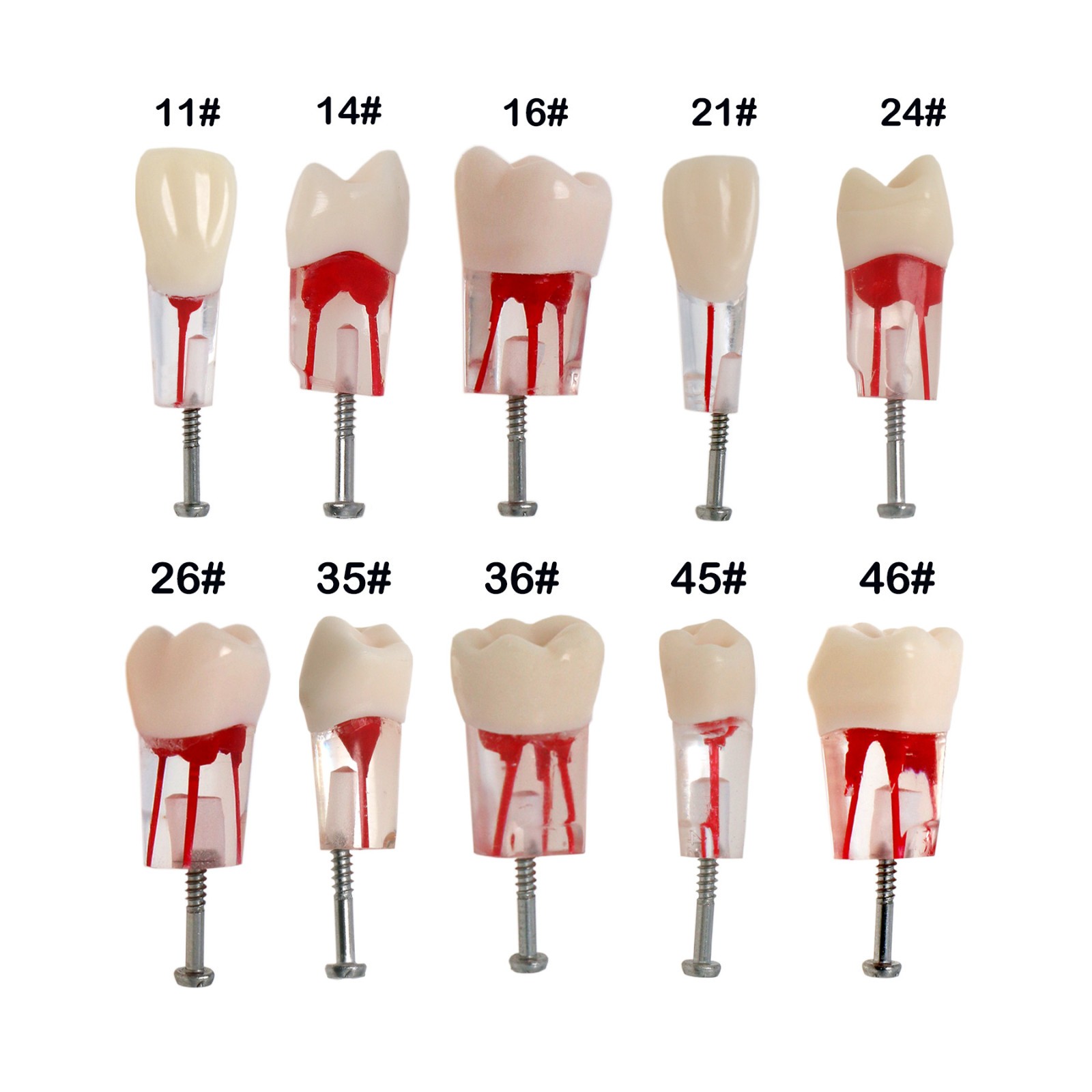10Pcs Dental Root Canal Teeth Study Model Endodontic Rotary Files Practice Block