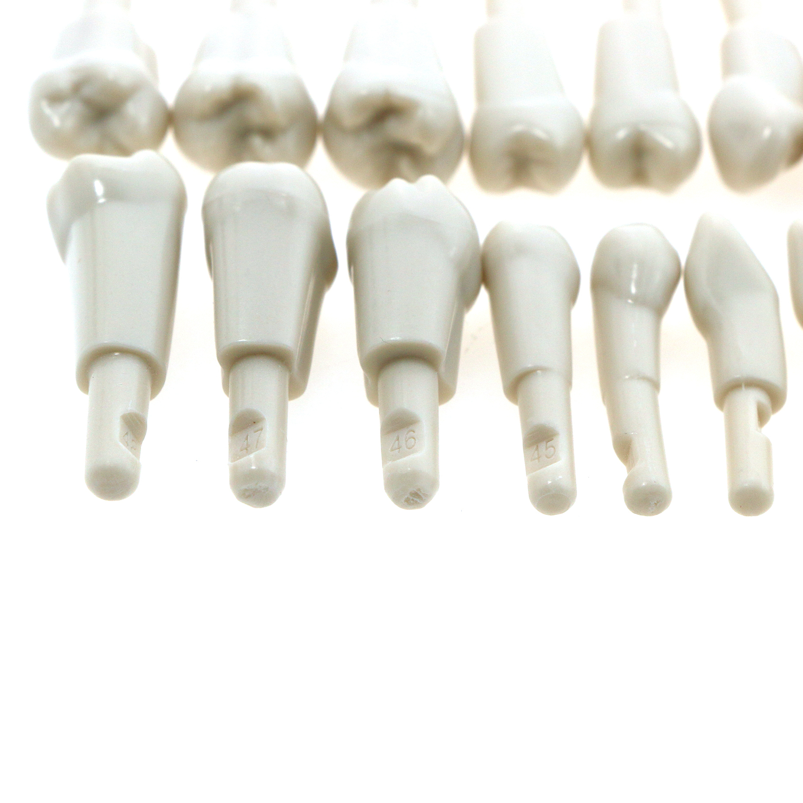 Dental Tooth Model for KaVo Basic Model Spare teeth Retention Mechanism 32Pcs