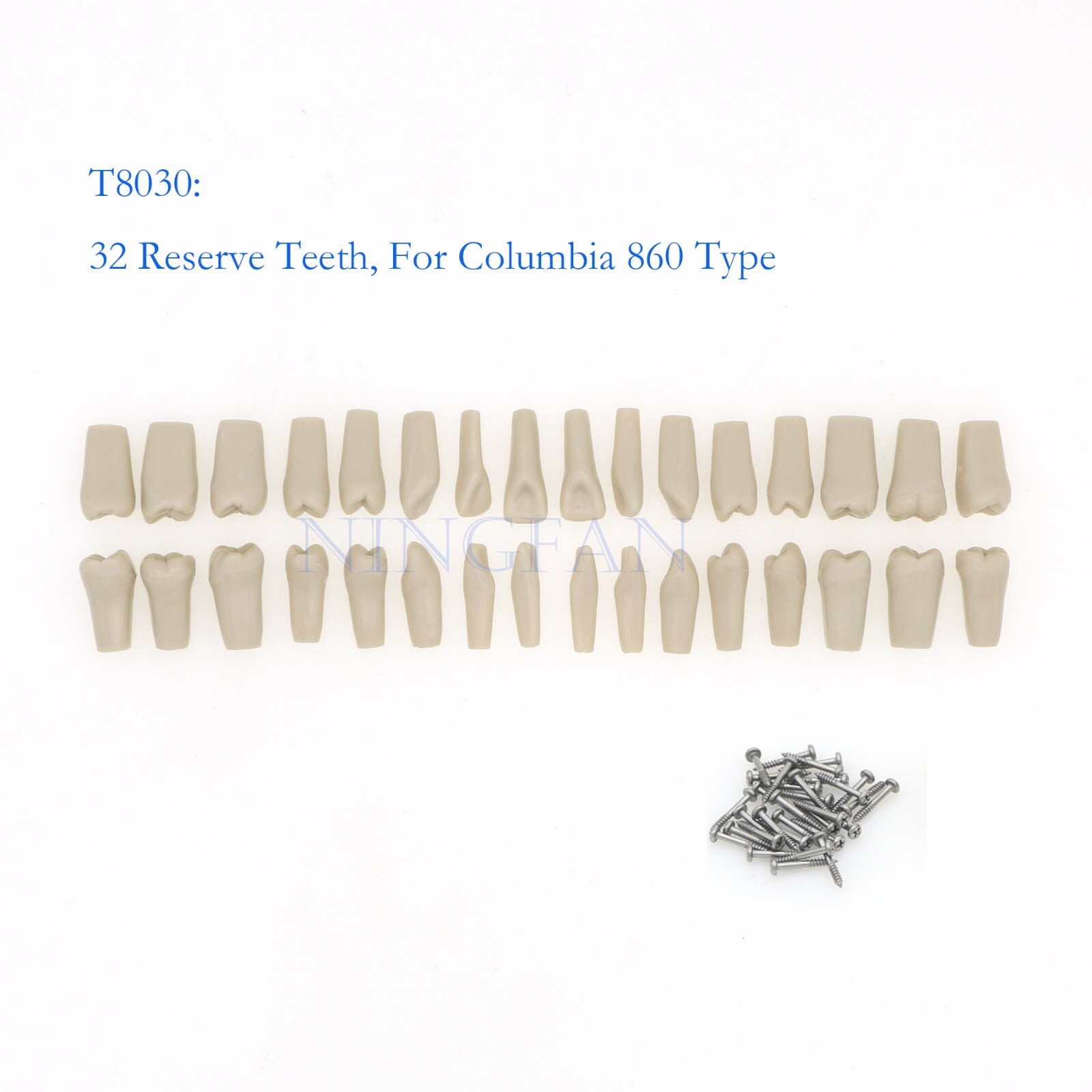 US Dental Typodont Modle, Fully Detachable Teeth,For Kilgore Nissin200, Columbia