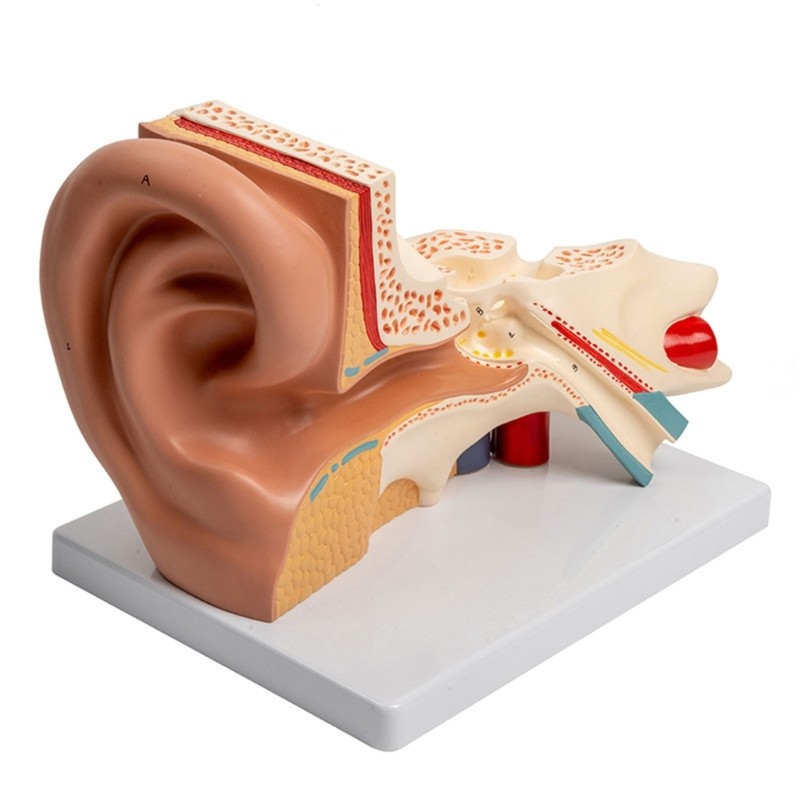 Anatomical Auditory Organ Model Enlarged Human Ear Anatomy Model for Teaching