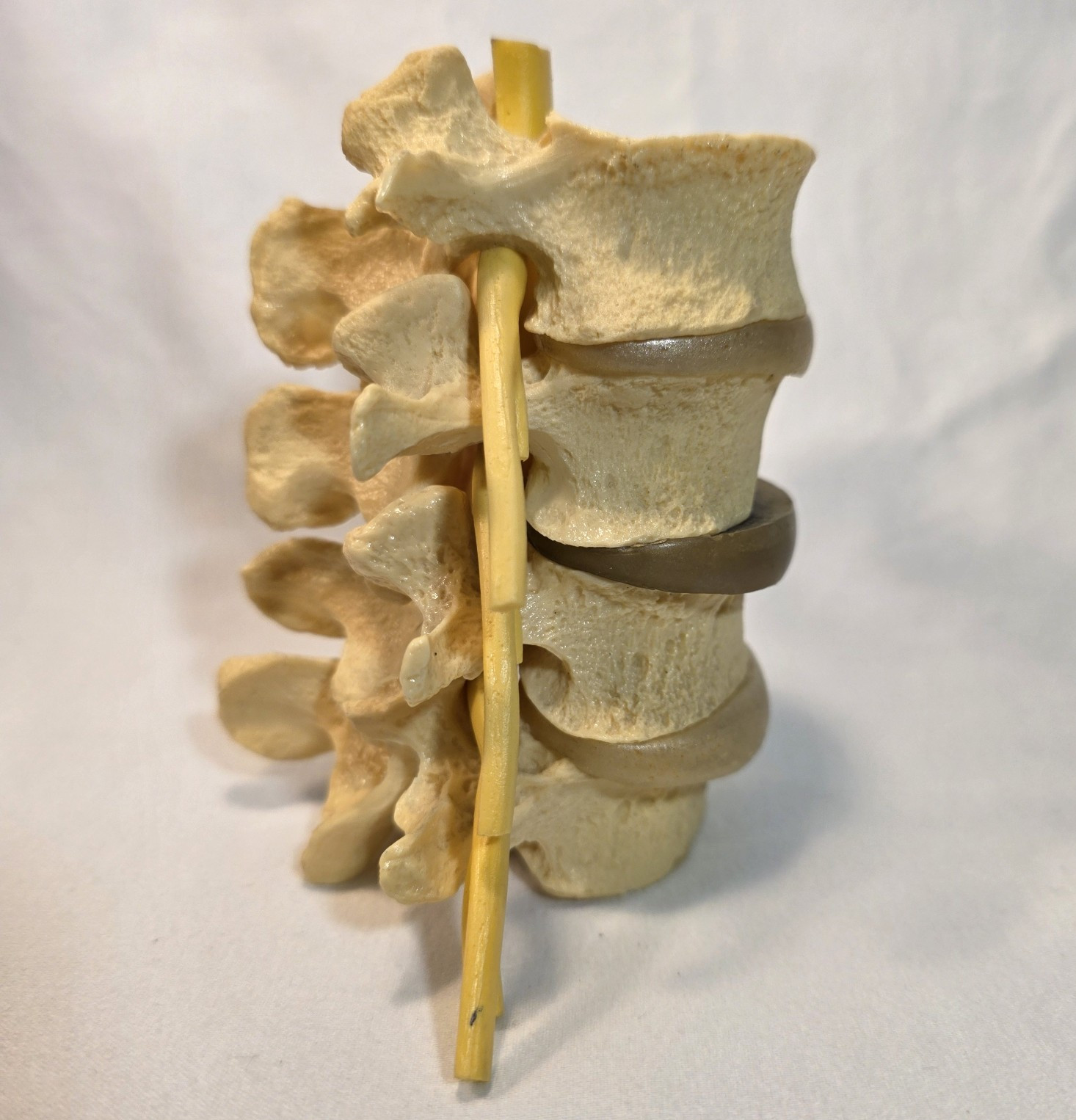 Human Spine Vertebrae Column Anatomical Model w/ Nerves Orthopedics Neurology