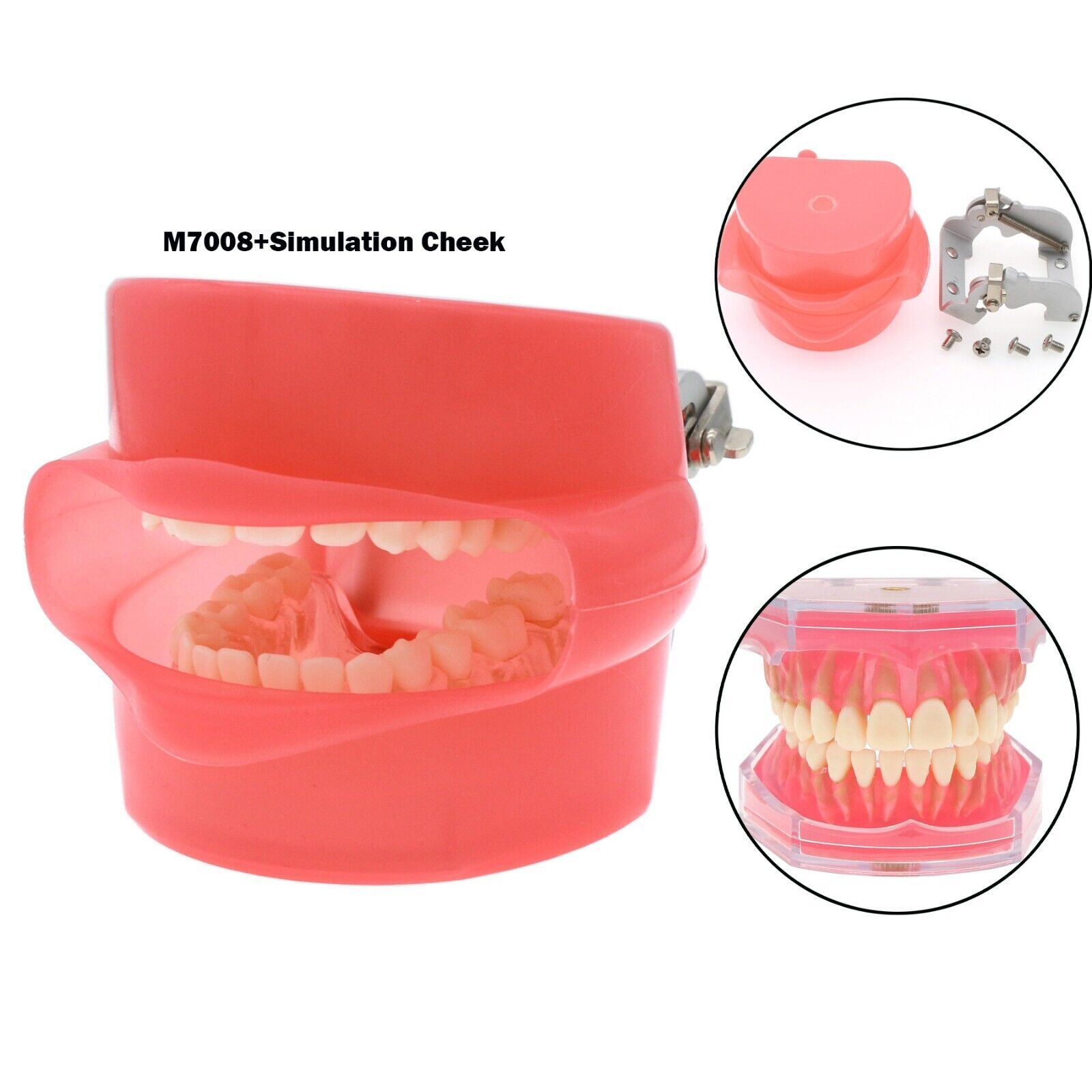 Dental Typodont Standard Removable Teeth Model Soft Gum Simulation Cheek 28 Pcs