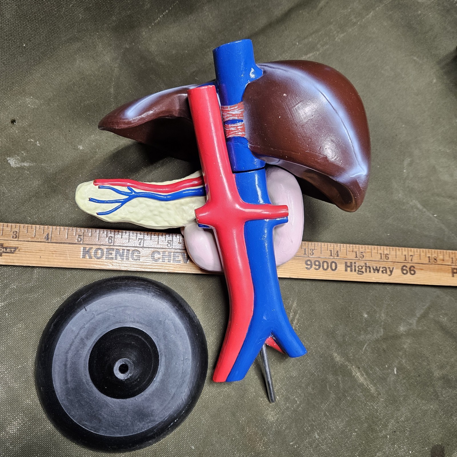Human LIVER Model Anatomy 3 Part Anatomical Liver Model w/ Base Doctor’s Office