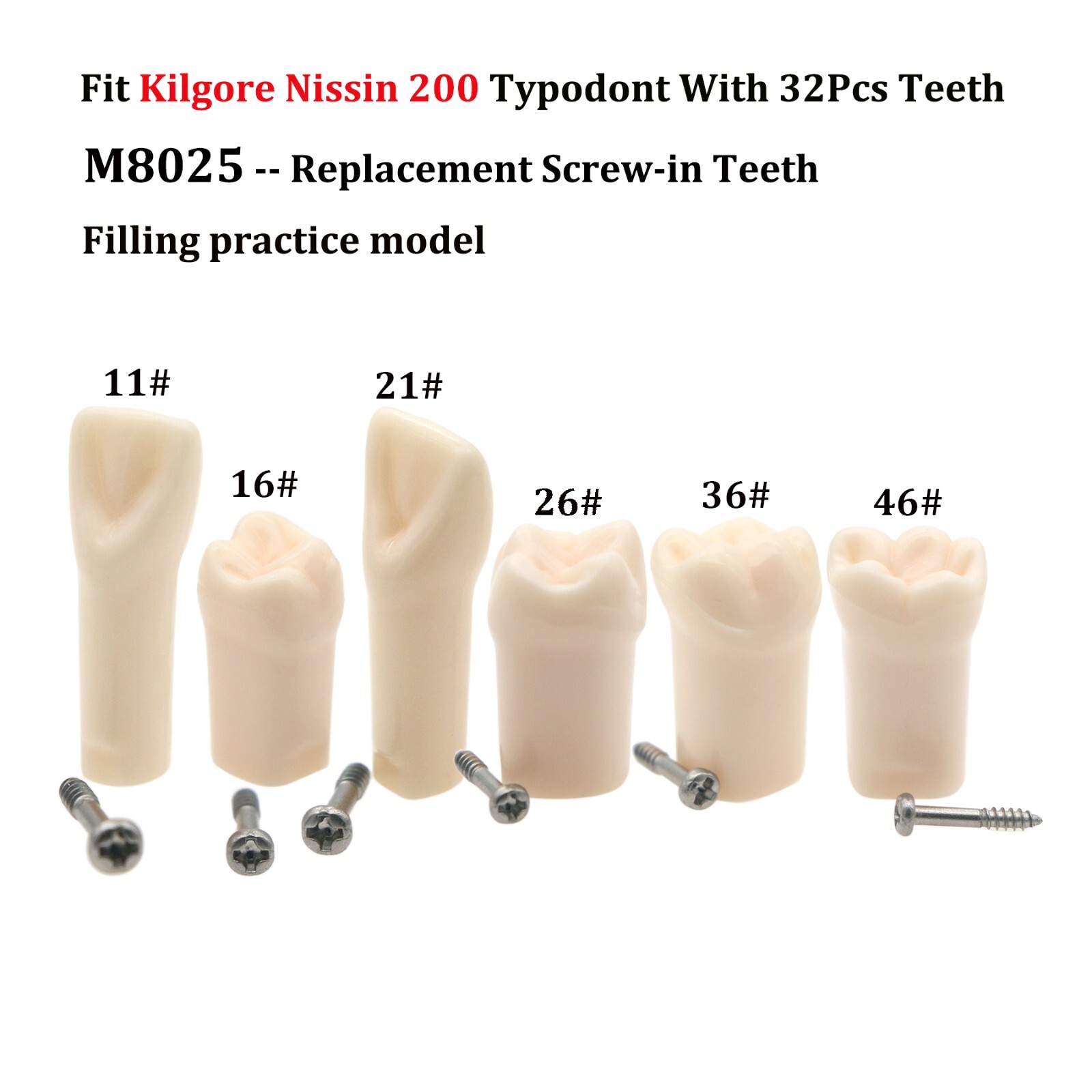 10Pcs Kilgore Nissin 200 Typodont Dental Replacement Screw-in Teeth Model M8025
