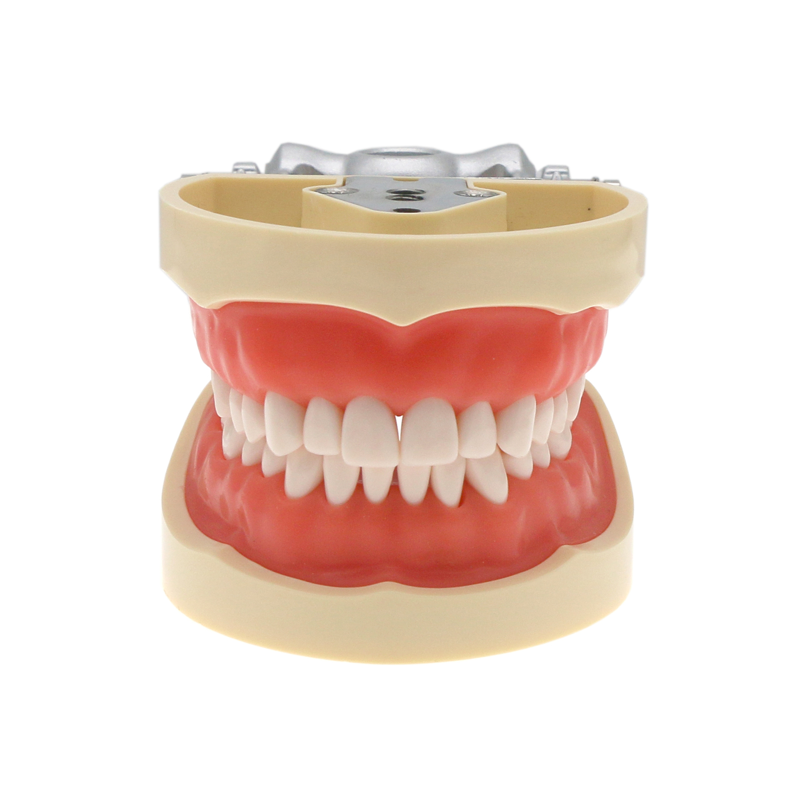 Dental Multiple Types Teaching Teeth Model Typodont Ortho Implant Practice Demo