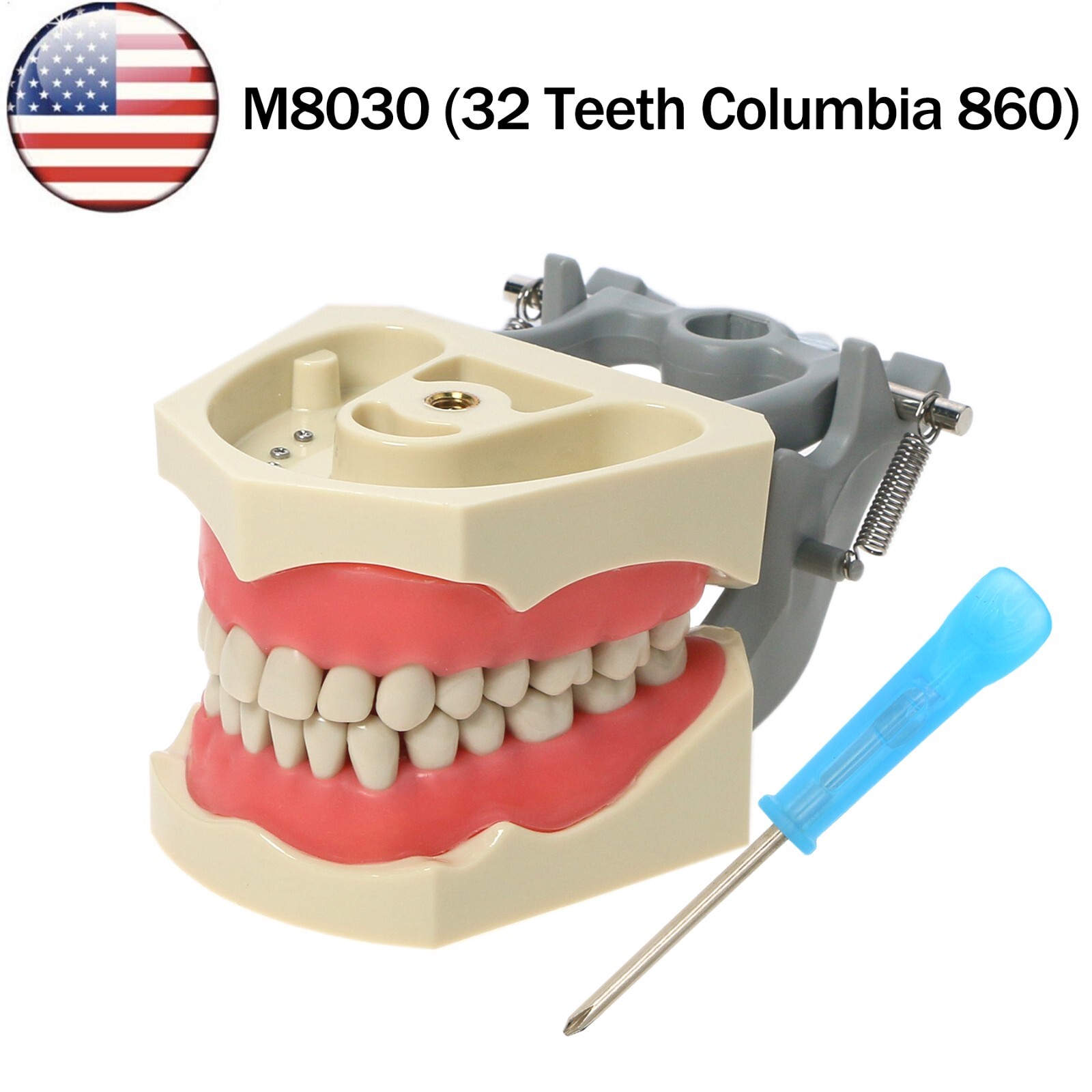 US Dental Columbia Dentoform 860 Type Typodont Model With 32Pcs Removable Teeth