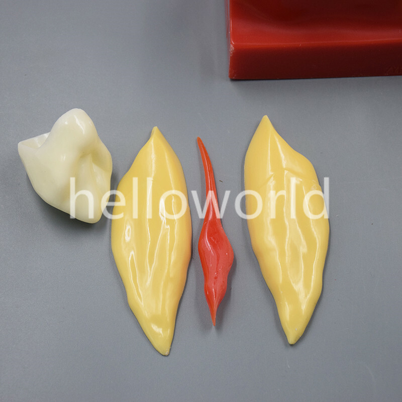Dental Endodontic Study Teeth Model 4 Times Tooth Anatomy Anatomical Models