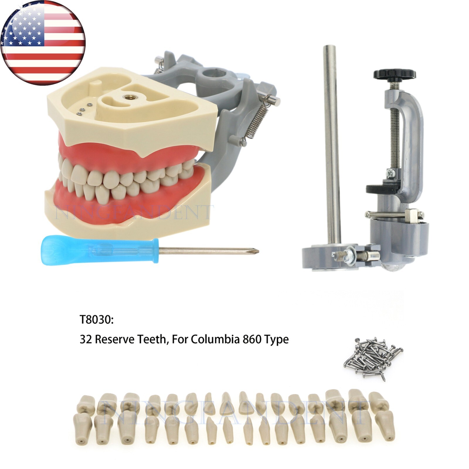 US Dental Typodont Modle, Fully Detachable Teeth,For Kilgore Nissin200, Columbia