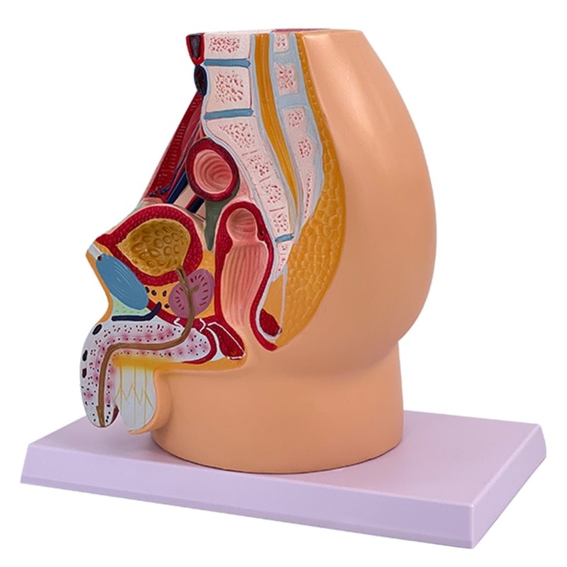 Anatomical Male Pelvic Cavity Model Male Reproductive Organ Anatomy Model