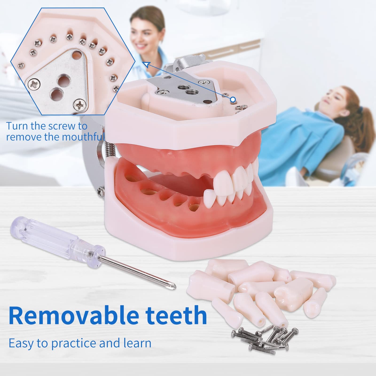 faruijie Typodont Teeth Model – Removable Tooth Teach Practice 28 teeth