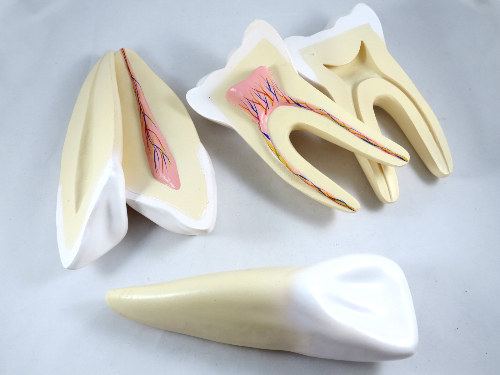 Professional Model Anatomy Dental Medical GIANT Human Teeth Set IT-043 ARTMED